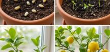 Bir saksıda limon çekirdeği ba’kınnasıl yetiştirilir