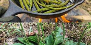 Çoğu kişi buna ot diyor ama bu bitki aslında gerçek bir ha zine….